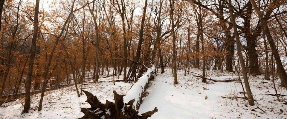 Winter day, sunny with fluffy clouds and some blue sky. Park is Hummel Park Omaha, Nebraska. Trees with yellow and orange leaves snow on the ground.