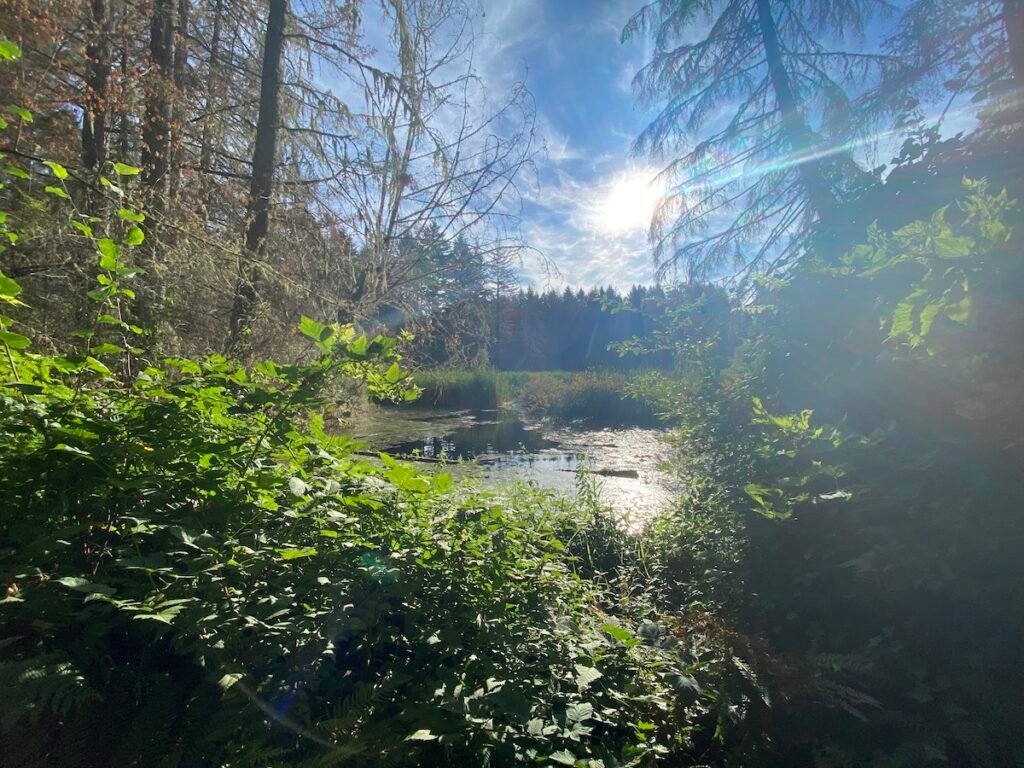 Neighborhood walking trails in Farrell's Marsh Park.