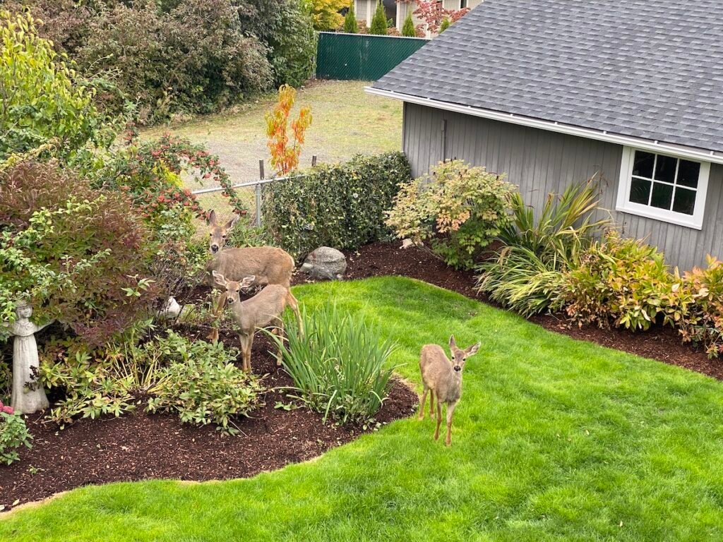 Deer in neighbor's yard, Washington.